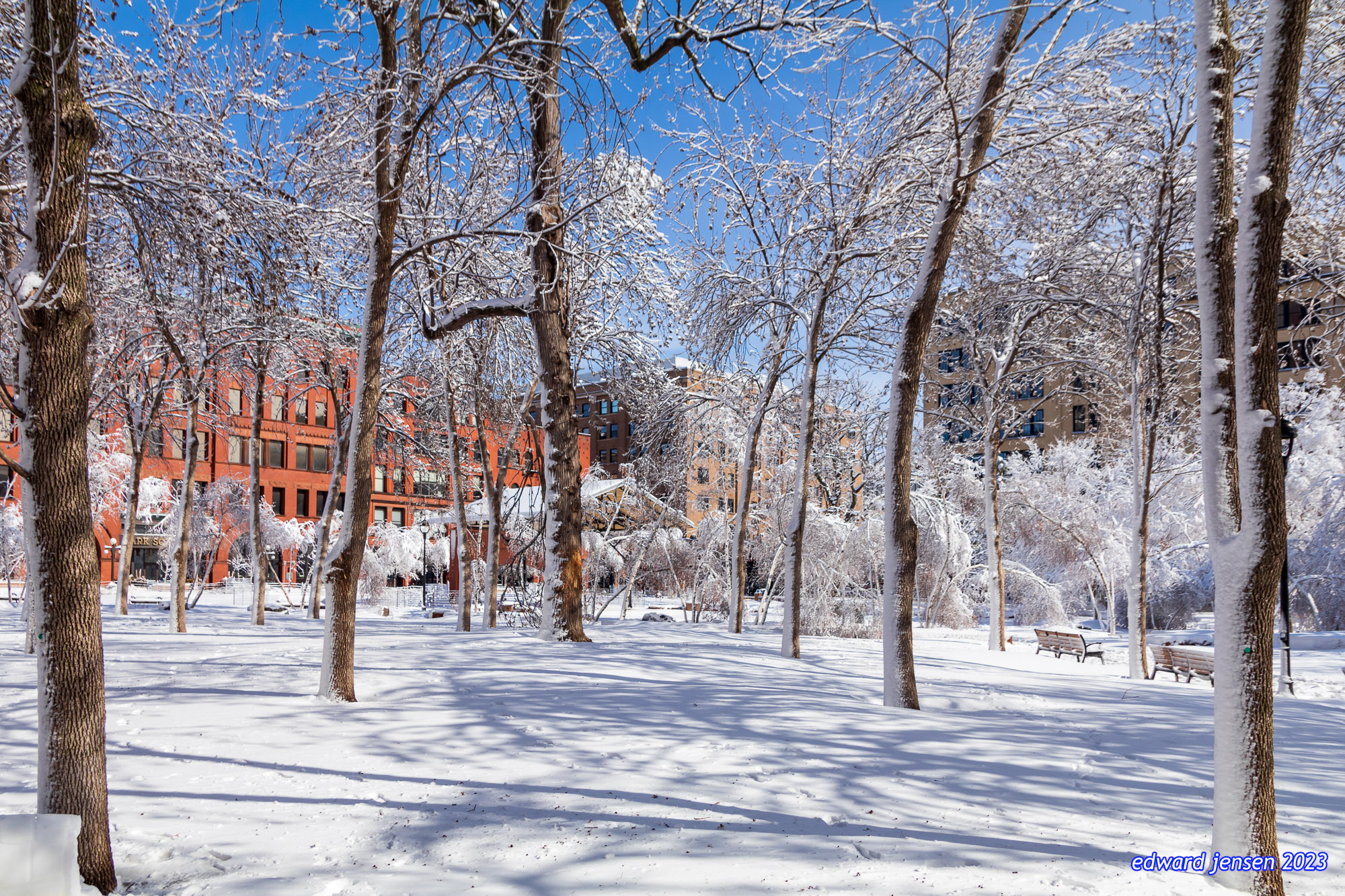 Winter scene of a snow-covered park with trees coated in frost and snow, brick buildings visible in the background, clear blue sky overhead, and park benches visible at the edge of the scene.